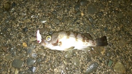 メバルは渋いが、小浜港でセイゴ乱舞